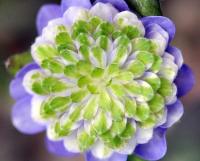 Double purple flowers with green inner petals